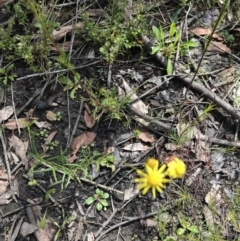 Senecio madagascariensis at Bundanoon, NSW - 14 Nov 2021