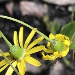 Senecio madagascariensis at Bundanoon, NSW - 14 Nov 2021 10:46 AM