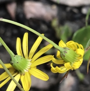 Senecio madagascariensis at Bundanoon, NSW - 14 Nov 2021