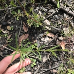 Senecio madagascariensis at Bundanoon, NSW - 14 Nov 2021