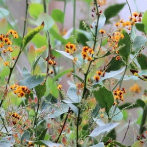 Daviesia latifolia at Wodonga, VIC - 14 Nov 2021 08:29 AM