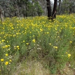 Xerochrysum viscosum (Sticky Everlasting) at Mount Ainslie - 10 Nov 2021 by JanetRussell