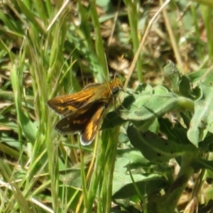 Taractrocera papyria at Stromlo, ACT - 16 Nov 2021