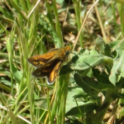 Taractrocera papyria (White-banded Grass-dart) at Stromlo, ACT - 16 Nov 2021 by Christine