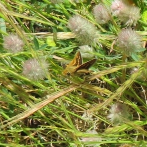 Taractrocera papyria at Stromlo, ACT - 16 Nov 2021