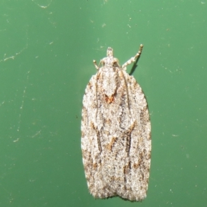 Acropolitis (genus) at Flynn, ACT - 16 Nov 2021 01:33 PM