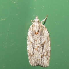 Acropolitis (genus) (A Tortricid moth) at Flynn, ACT - 16 Nov 2021 by Christine