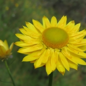 Xerochrysum viscosum at Symonston, ACT - 7 Nov 2021