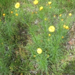 Xerochrysum viscosum at Symonston, ACT - 7 Nov 2021