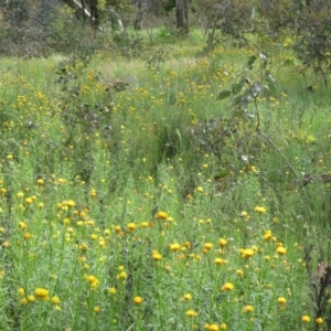 Xerochrysum viscosum at Symonston, ACT - 7 Nov 2021