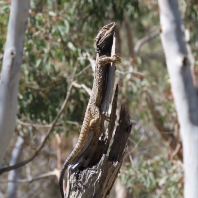 Pogona barbata (Eastern Bearded Dragon) at QPRC LGA - 16 Nov 2021 by Whirlwind