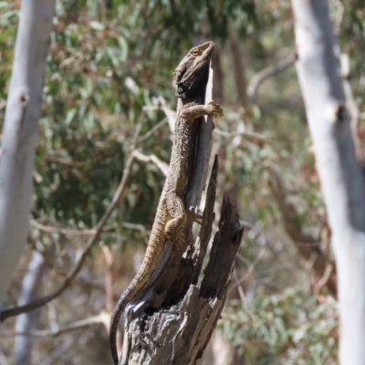 Pogona barbata (Eastern Bearded Dragon) at Sutton, NSW - 16 Nov 2021 by Whirlwind