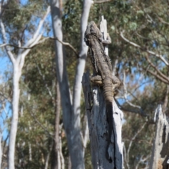 Pogona barbata at Sutton, NSW - 16 Nov 2021