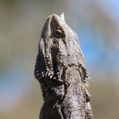 Pogona barbata at Sutton, NSW - 16 Nov 2021