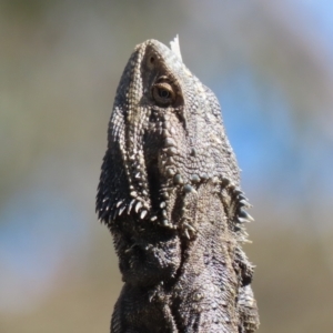 Pogona barbata at Sutton, NSW - 16 Nov 2021