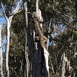 Pogona barbata at Sutton, NSW - 16 Nov 2021