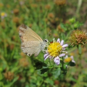 Nacaduba biocellata at Bimbi, NSW - 9 Nov 2021