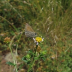 Nacaduba biocellata at Bimbi, NSW - 9 Nov 2021 12:57 PM