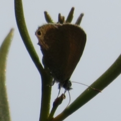 Nacaduba biocellata at Bimbi, NSW - 9 Nov 2021 12:57 PM