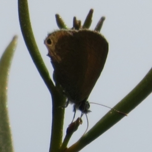 Nacaduba biocellata at Bimbi, NSW - 9 Nov 2021 12:57 PM