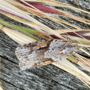 Acropolitis rudisana at Molonglo Valley, ACT - 16 Nov 2021 04:30 PM