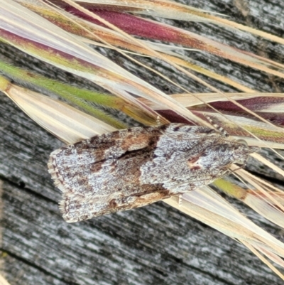 Acropolitis rudisana (Family Tortricinae) at Molonglo River Reserve - 16 Nov 2021 by tpreston