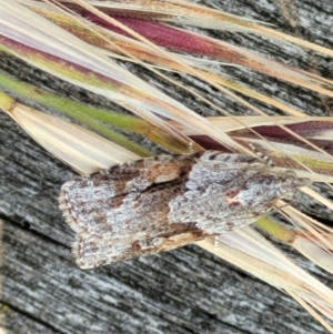 Acropolitis rudisana at Molonglo Valley, ACT - 16 Nov 2021