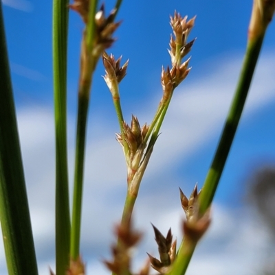 Juncus (genus) (A Rush) at Molonglo Valley, ACT - 16 Nov 2021 by trevorpreston