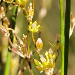 Juncus sp. at Molonglo Valley, ACT - 16 Nov 2021