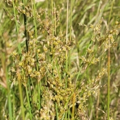 Juncus sp. at Molonglo Valley, ACT - 16 Nov 2021