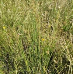 Juncus sp. at Molonglo Valley, ACT - 16 Nov 2021