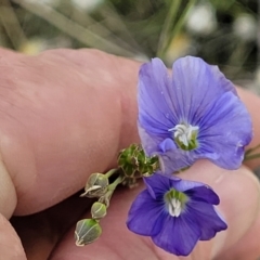 Linum marginale (Native Flax) at Molonglo River Reserve - 16 Nov 2021 by tpreston