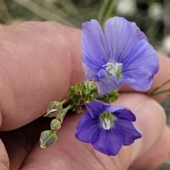 Linum marginale at Molonglo Valley, ACT - 16 Nov 2021 04:47 PM