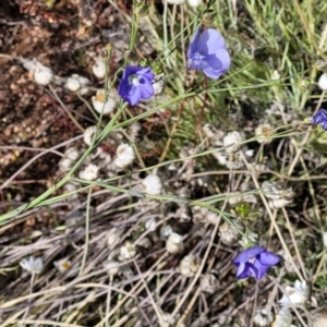 Linum marginale at Molonglo Valley, ACT - 16 Nov 2021 04:47 PM