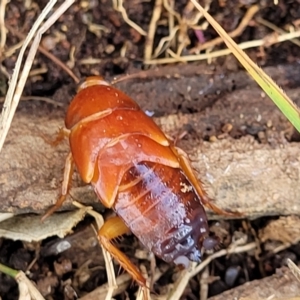 Blattidae sp. (family) at Molonglo Valley, ACT - 16 Nov 2021 04:50 PM