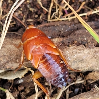 Unidentified Cockroach (Blattodea, several families) at Molonglo River Reserve - 16 Nov 2021 by tpreston