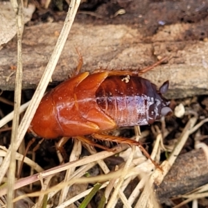 Blattidae sp. (family) at Molonglo Valley, ACT - 16 Nov 2021 04:50 PM