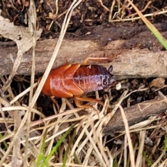 Blattidae sp. (family) at Molonglo Valley, ACT - 16 Nov 2021 04:50 PM