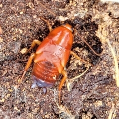 Blattidae sp. (family) at Molonglo Valley, ACT - 16 Nov 2021 04:50 PM