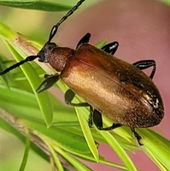 Ecnolagria grandis (Honeybrown beetle) at Molonglo Valley, ACT - 16 Nov 2021 by trevorpreston