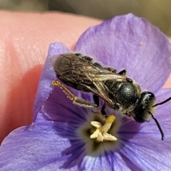 Lasioglossum (Chilalictus) lanarium (Halictid bee) at Kama - 16 Nov 2021 by tpreston
