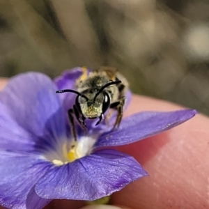 Lasioglossum (Chilalictus) lanarium at Molonglo Valley, ACT - 16 Nov 2021