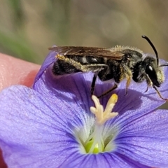 Lasioglossum (Chilalictus) lanarium at Molonglo Valley, ACT - 16 Nov 2021