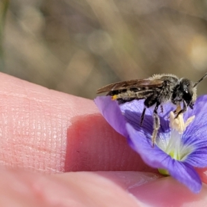 Lasioglossum (Chilalictus) lanarium at Molonglo Valley, ACT - 16 Nov 2021