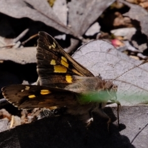 Trapezites phigalioides at Coree, ACT - 16 Nov 2021 01:47 PM