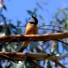 Pachycephala rufiventris at Stromlo, ACT - 16 Nov 2021