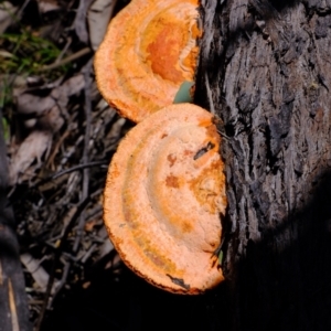 Trametes coccinea at Coree, ACT - 16 Nov 2021 02:15 PM