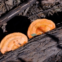 Trametes coccinea at Coree, ACT - 16 Nov 2021