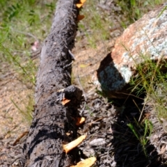 Trametes coccinea at Coree, ACT - 16 Nov 2021 02:15 PM