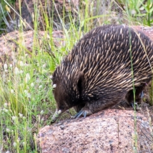 Tachyglossus aculeatus at Fisher, ACT - 15 Nov 2021